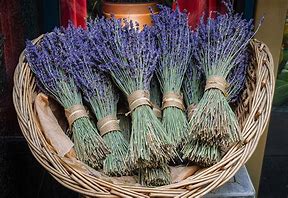 Unlocking Lavender Benefits: How to Use It for Health and Wellness