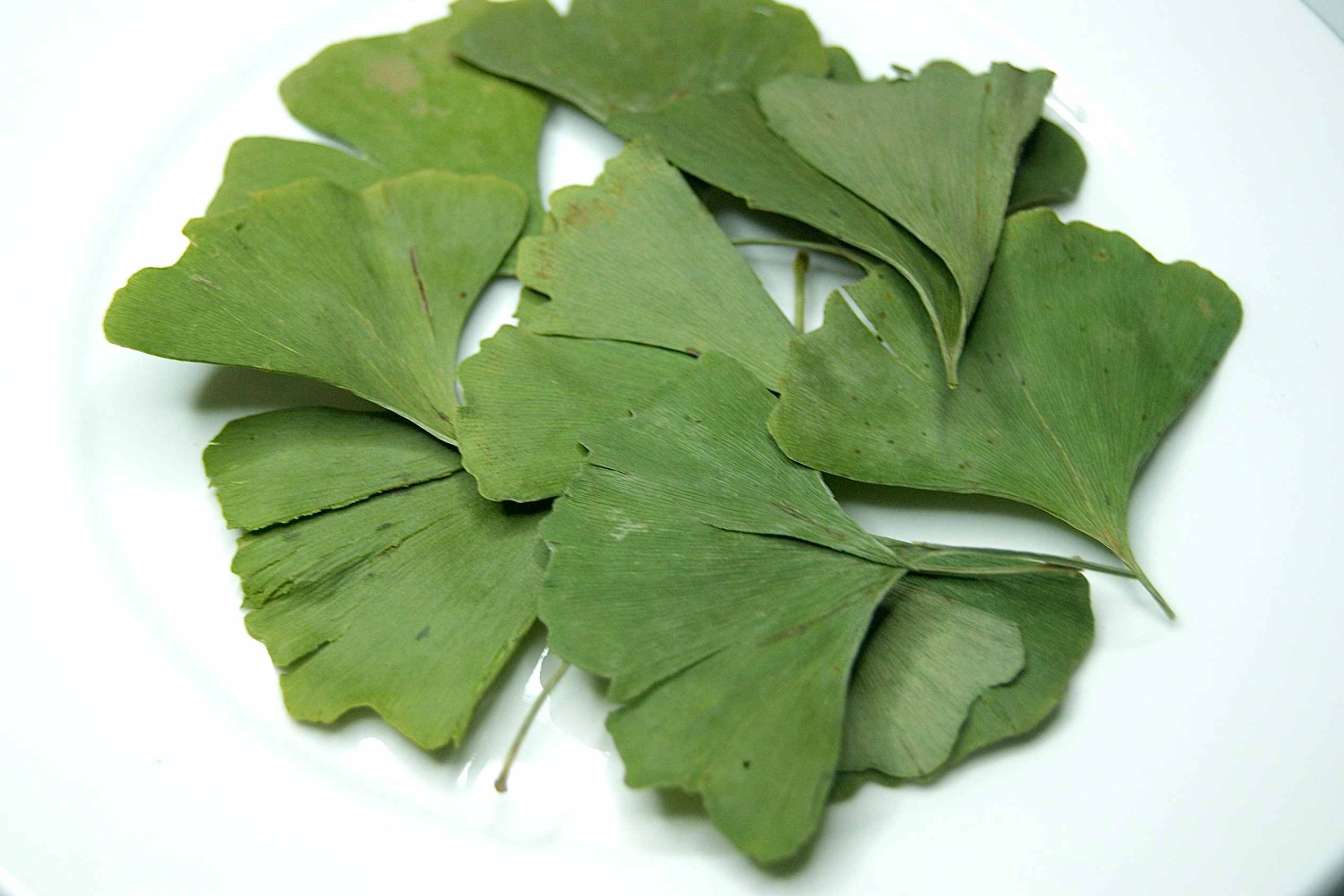 Ginkgo biloba