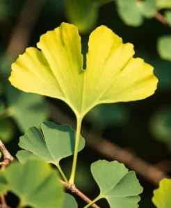 Ginkgo Biloba