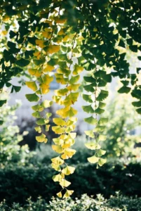 Ginkgo leaves