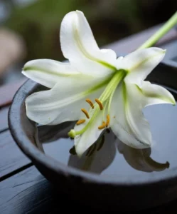 Lily Flower