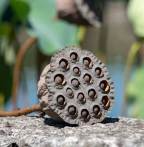 STONE LOTUS SEED