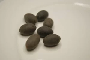 Stone Lotus Seeds