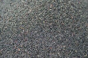 The seeds of Celosia