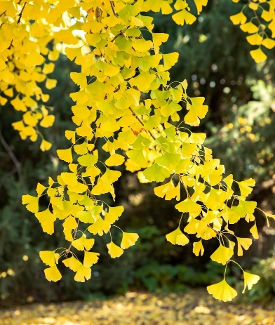 Unlocking Ginkgo Biloba Functions and Advantages