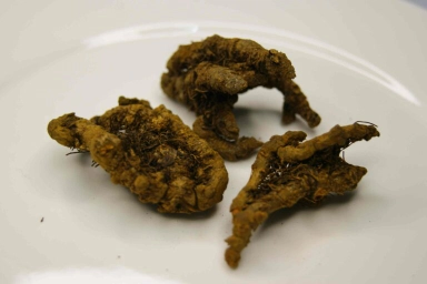 Unlocking the Secrets of Bitter Coptis Chinensis