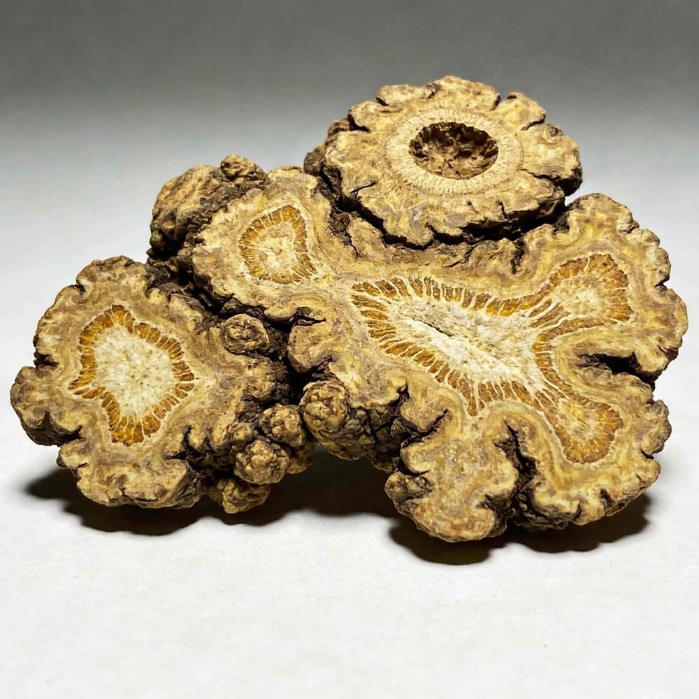 Chuanxiong: Natural Aid for Headaches, Flow, and Comfort