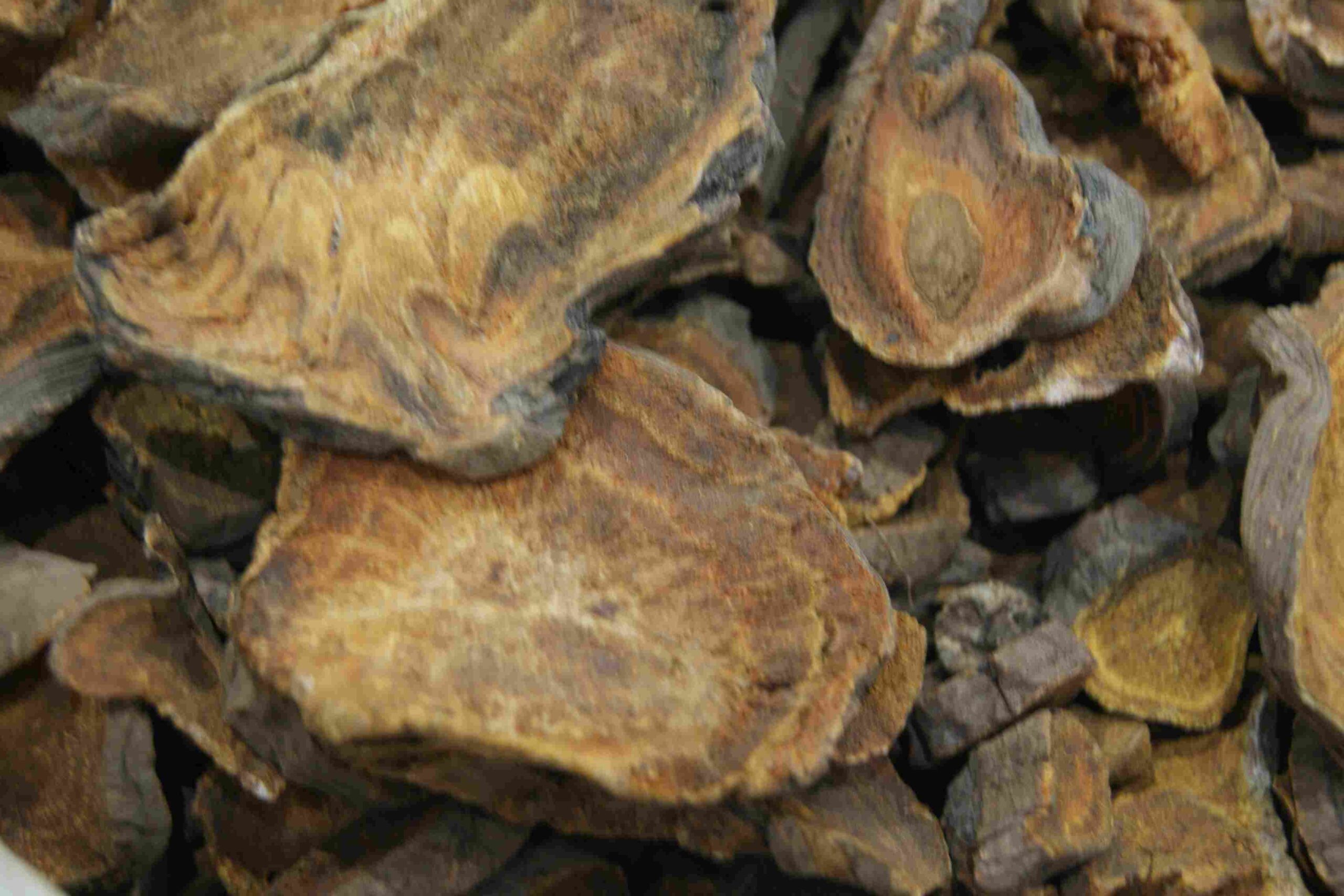 Atractylodes rhizome