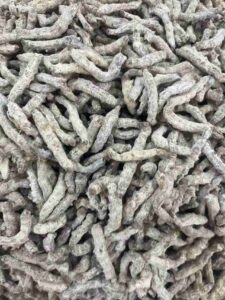 Exploring the Perks and Roles of Bombyx Batryticatus Exploring the Perks and Roles of Bombyx Batryticatus