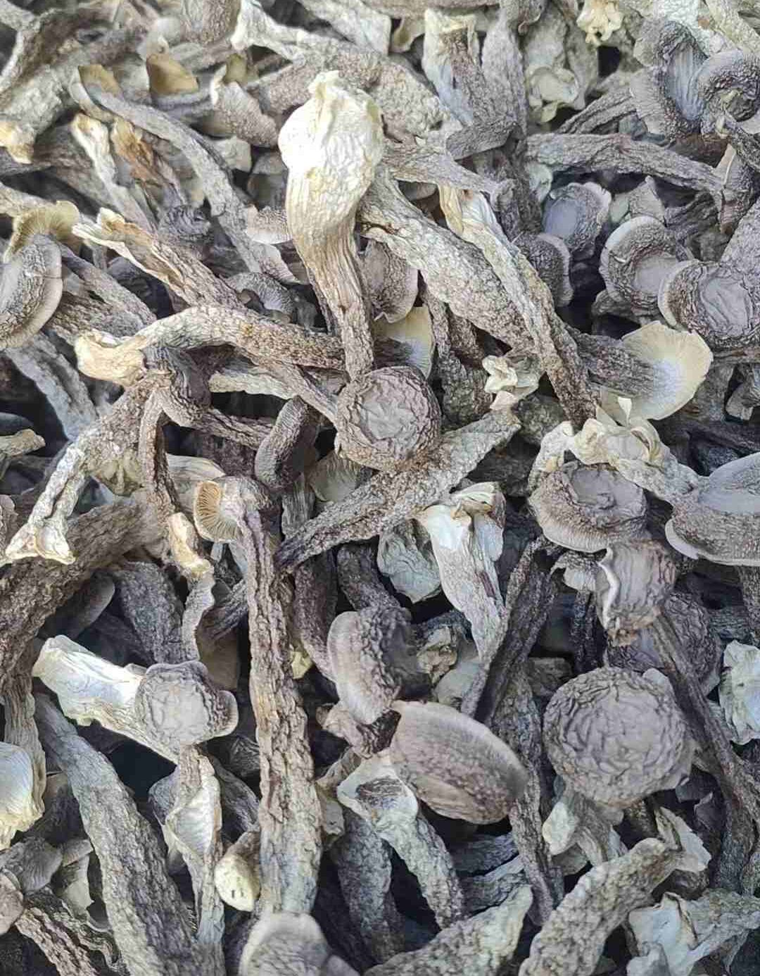 Deer Antler Mushroom