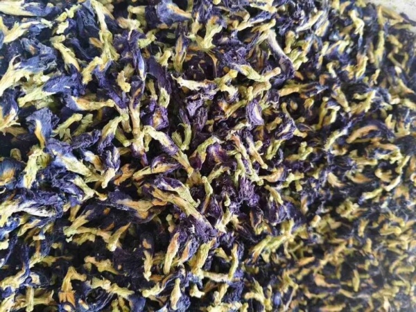 The Interesting Benefits and Uses of Rhizoma Iridis Tectori