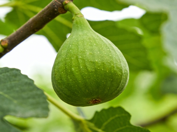 Fig