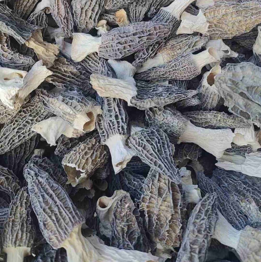 Morel Mushroom A Nutrient-Packed Superfood With Multiple Health Benefits