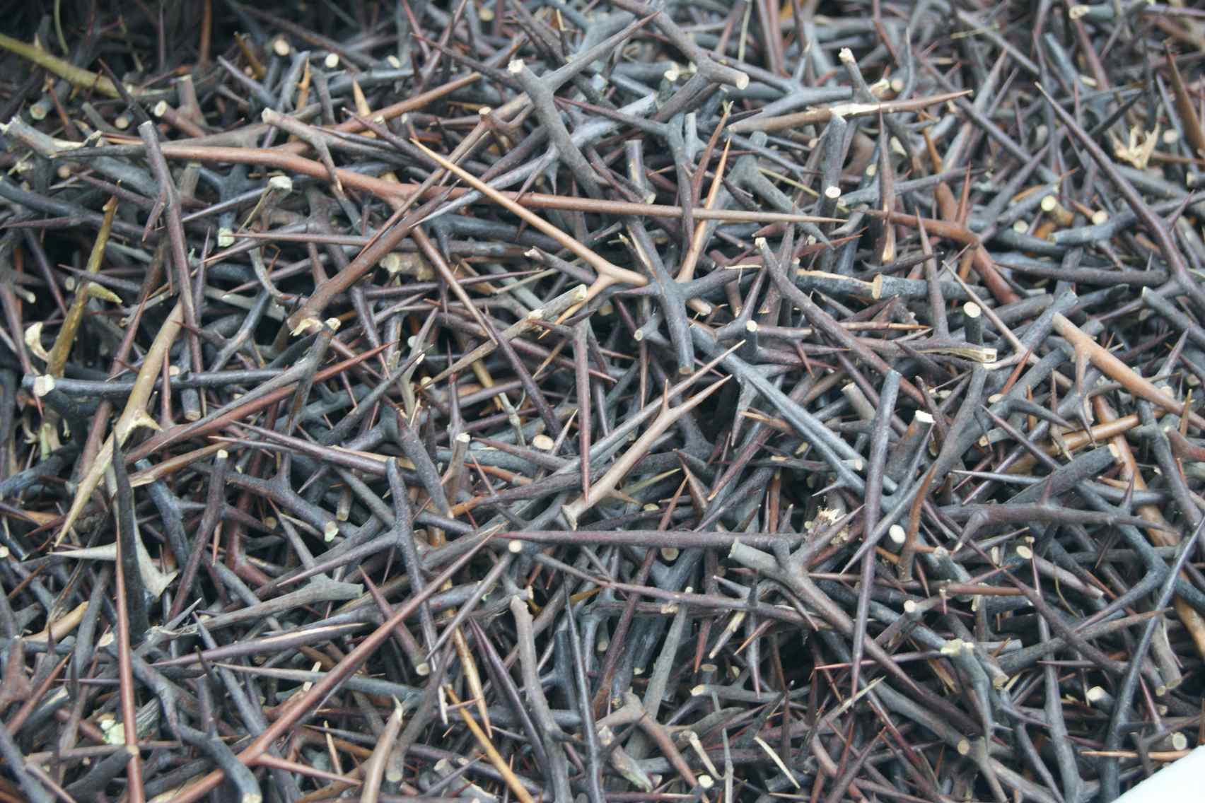 Gleditsia thorns