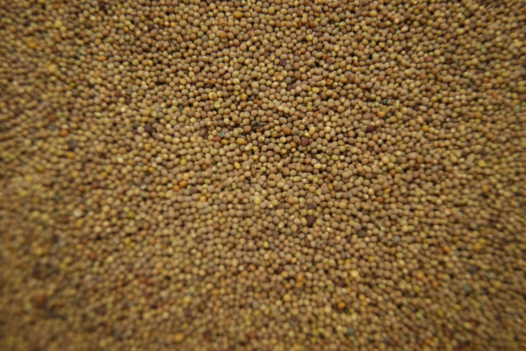 High-Quality Dodder Seed
