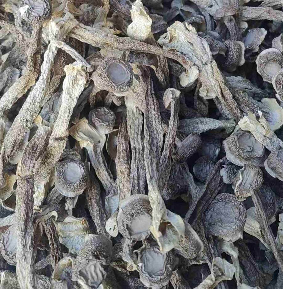 5 Gourmet Dried Deer Antler Mushroom Recipes (Umami-Rich & Easy)