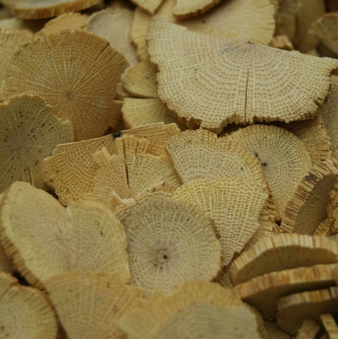 Akebiae Caulis Details