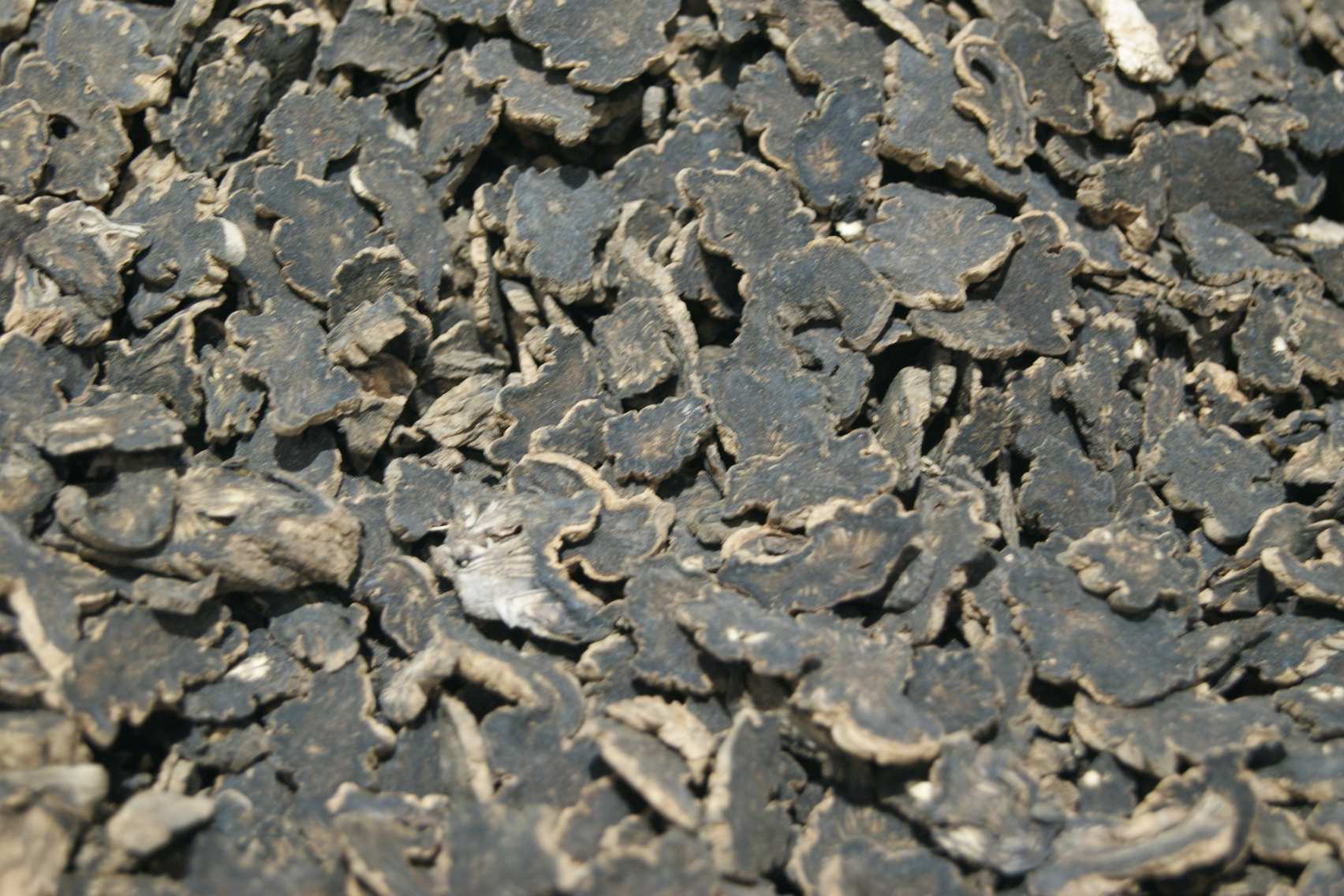 Figwort Root Forms Whole Root, Slices, Powder, or Extract