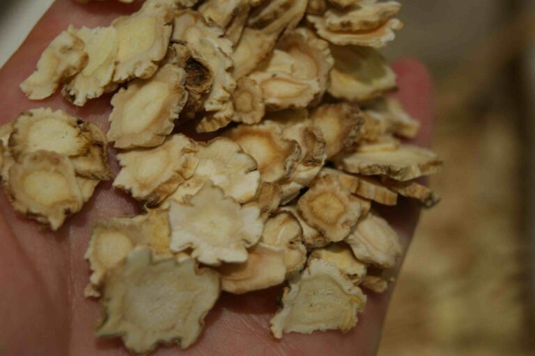 Platycodon Root